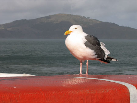 Bird San Francisco Bay